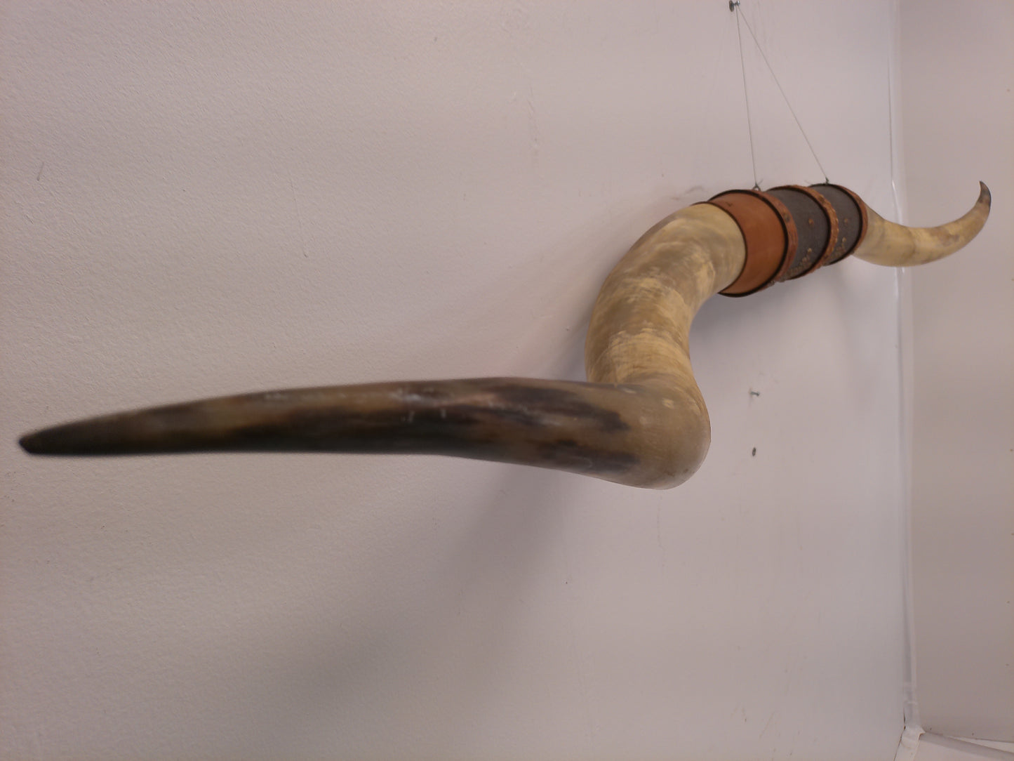 Taxidermy Bull Horns 81" long Wall hanging