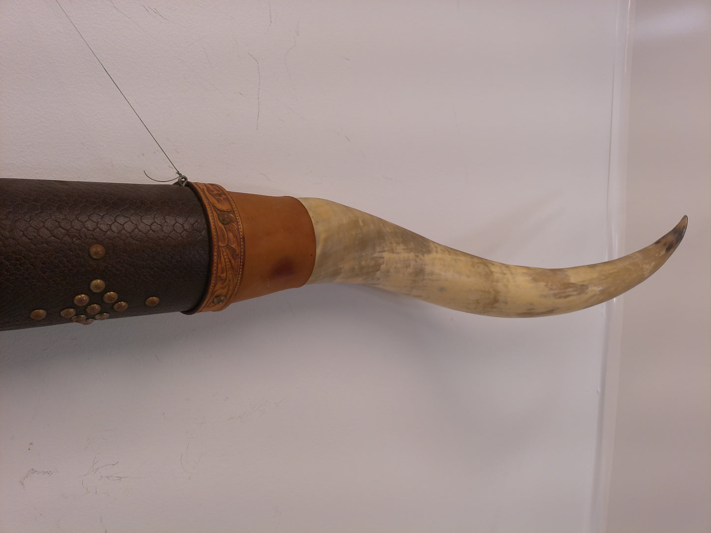 Taxidermy Bull Horns 81" long Wall hanging