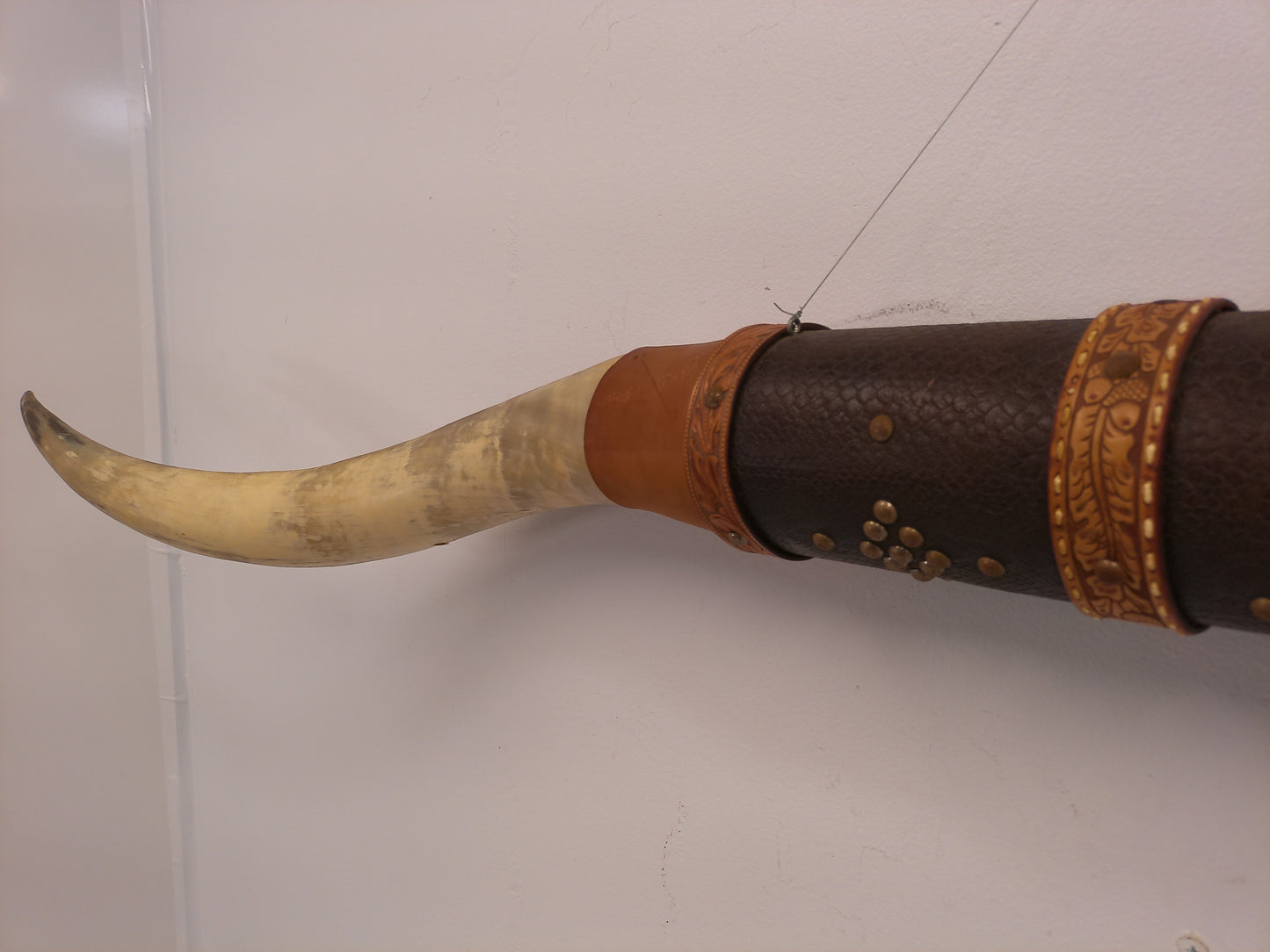 Taxidermy Bull Horns 81" long Wall hanging