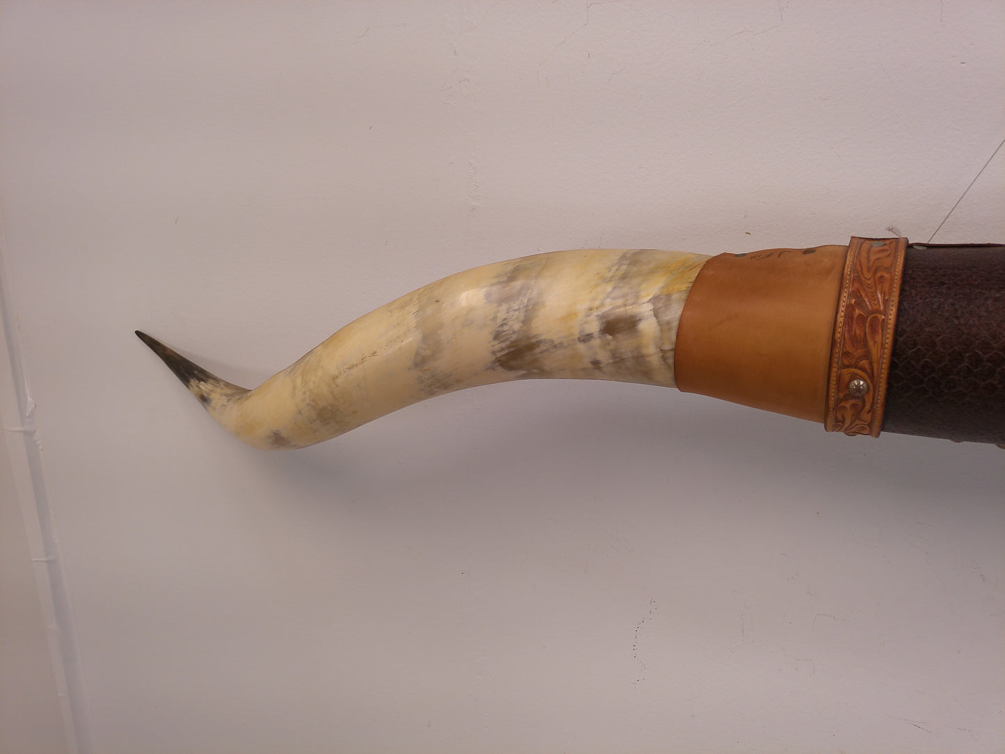 Taxidermy Bull Horns 81" long Wall hanging