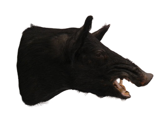 Taxidermy Wild Boar Shoulder Mount