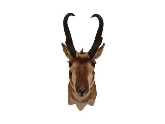 Taxidermy Mexican Pronghorn Shoulder Mount