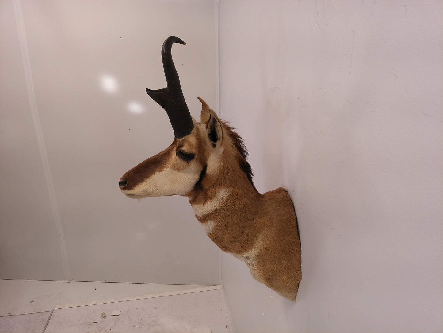 Taxidermy Mexican Pronghorn Shoulder Mount