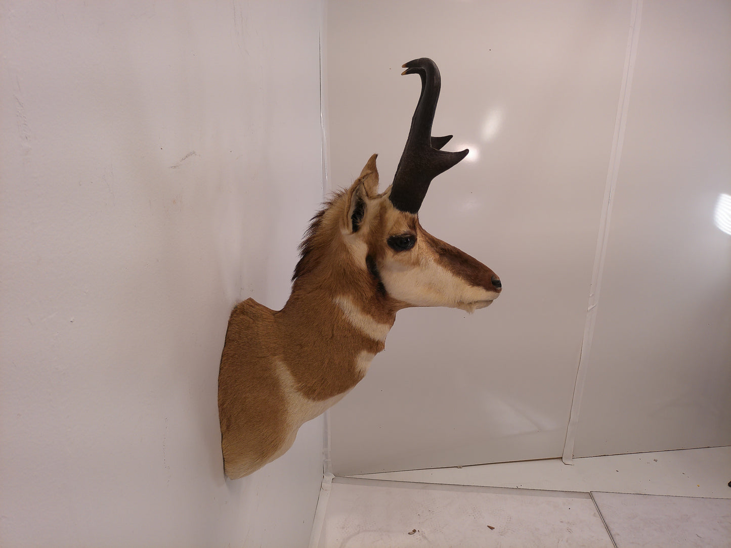 Taxidermy Mexican Pronghorn Shoulder Mount