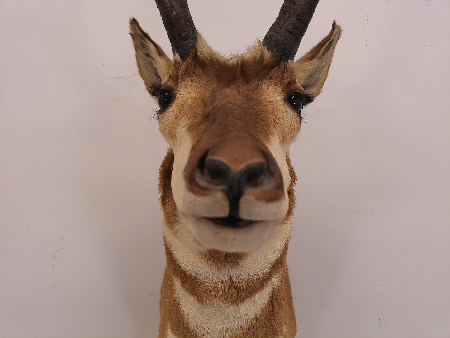 Taxidermy Mexican Pronghorn Shoulder Mount