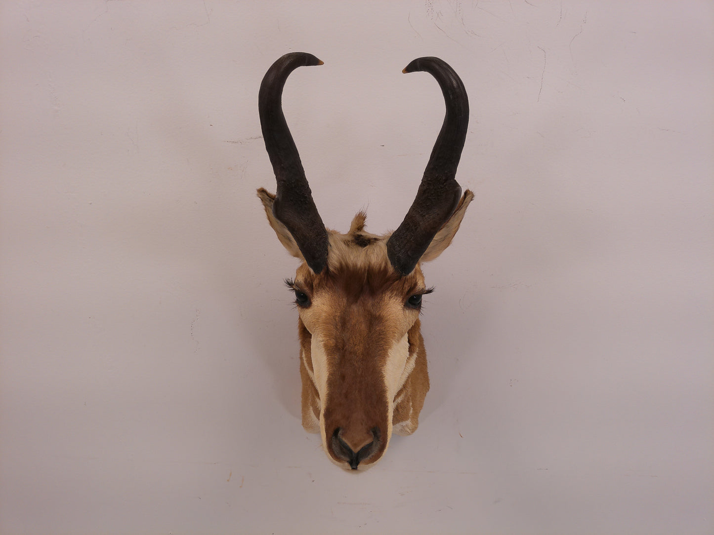 Taxidermy Mexican Pronghorn Shoulder Mount