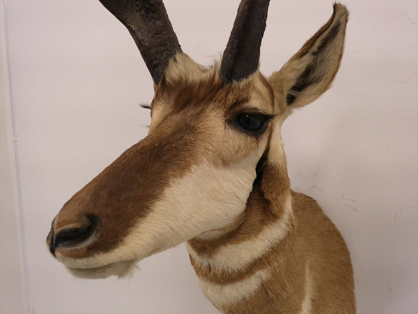 Taxidermy Mexican Pronghorn Shoulder Mount