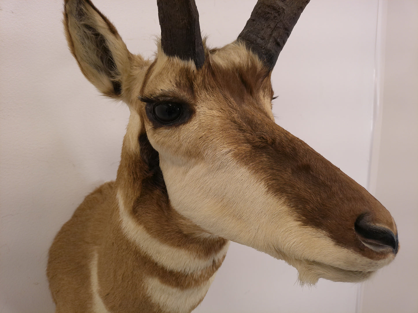Taxidermy Mexican Pronghorn Shoulder Mount