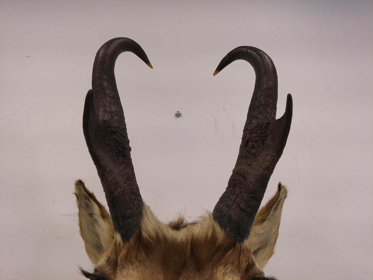 Taxidermy Mexican Pronghorn Shoulder Mount