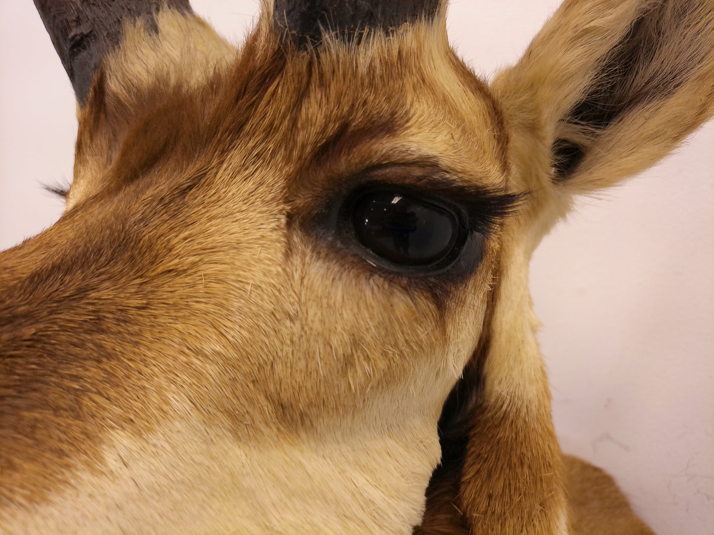 Taxidermy Mexican Pronghorn Shoulder Mount