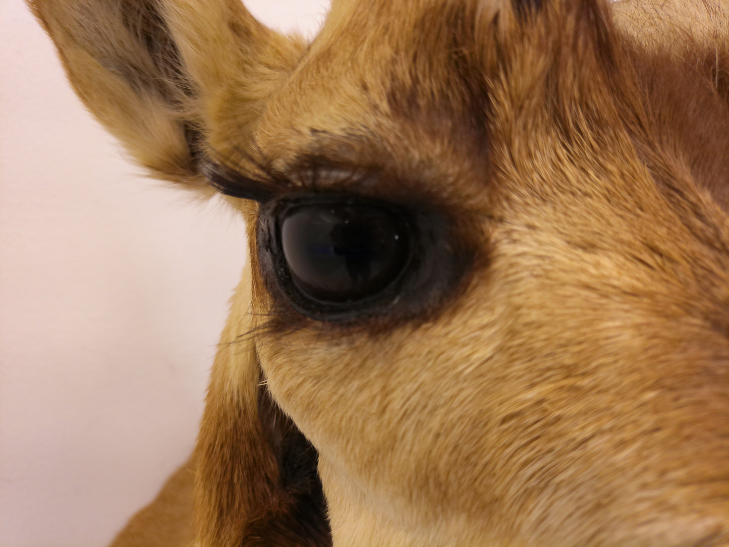 Taxidermy Mexican Pronghorn Shoulder Mount