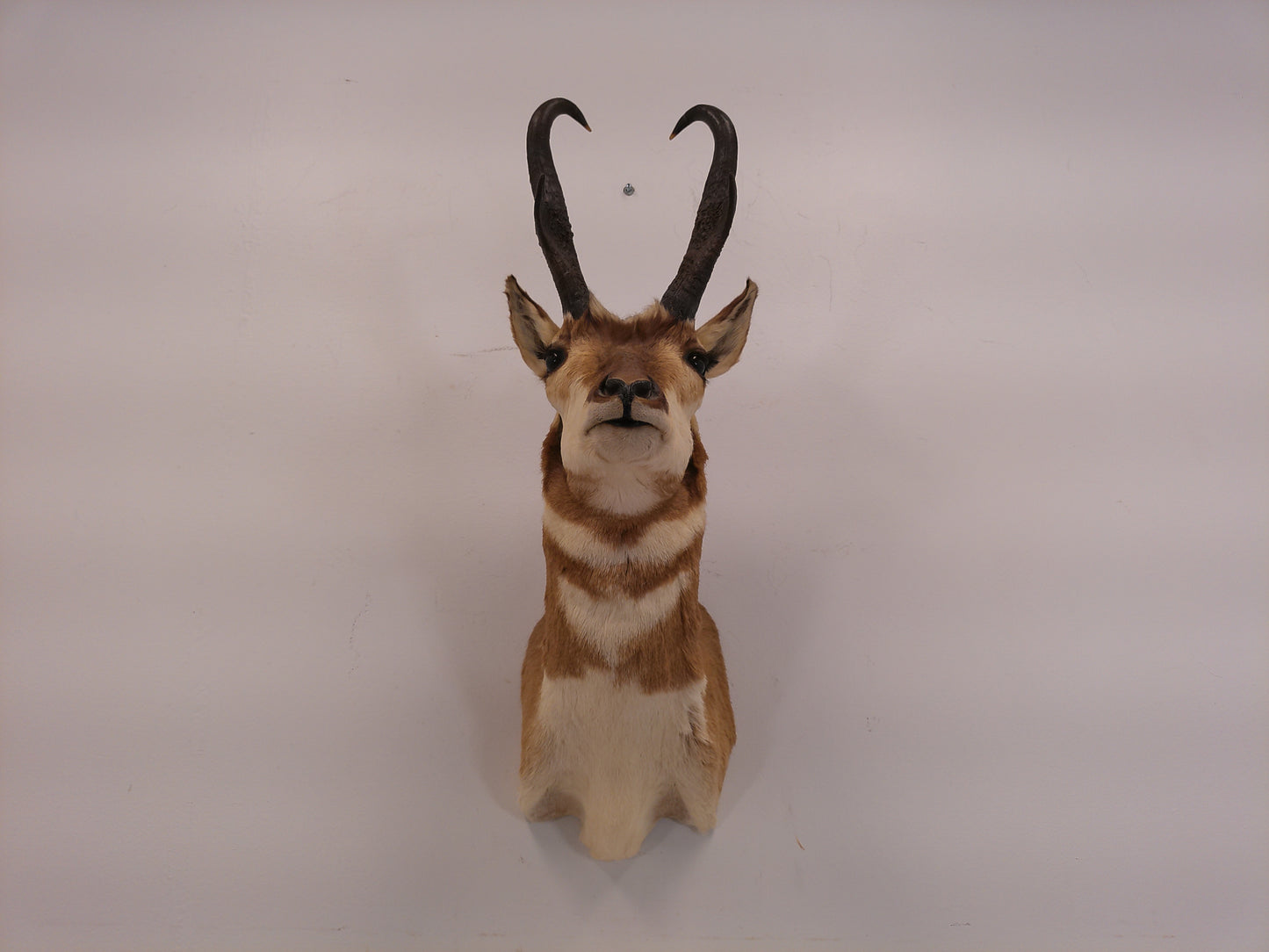 Taxidermy Mexican Pronghorn Shoulder Mount