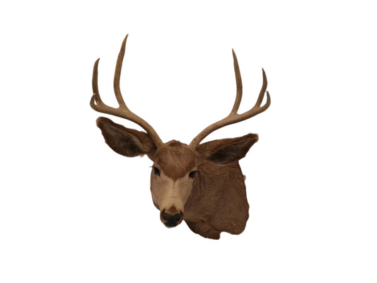 Taxidermy White Head Deer Head Should Mount 6 Point