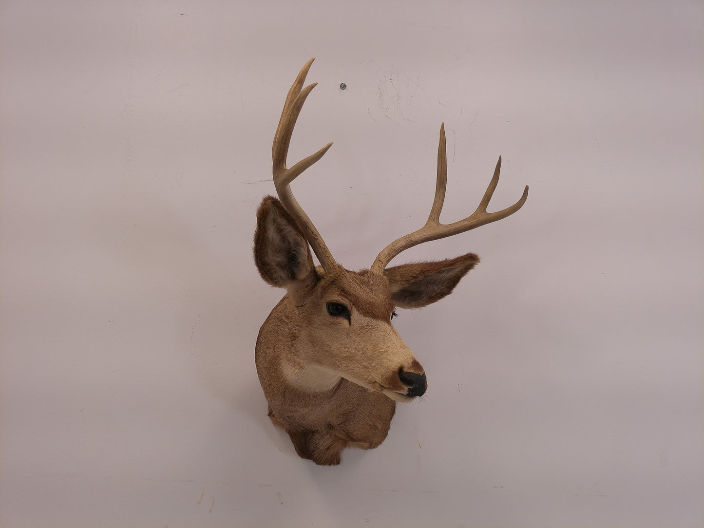 Taxidermy White Head Deer Head Should Mount 6 Point