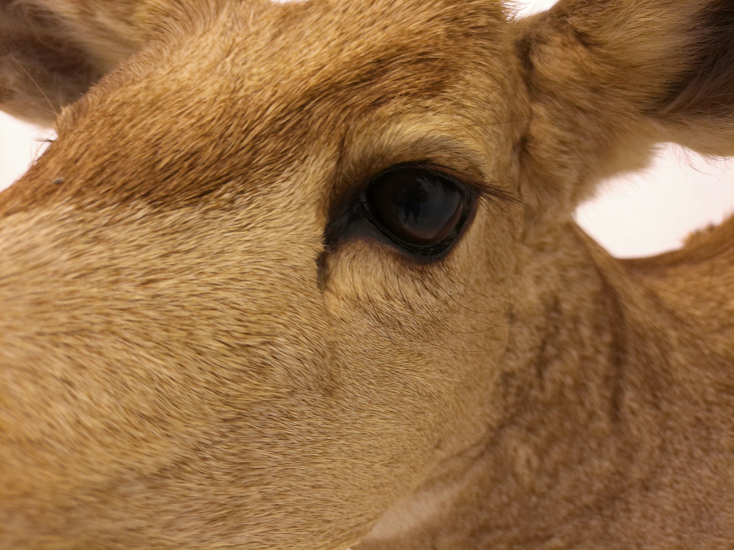 Taxidermy White Head Deer Head Should Mount 6 Point