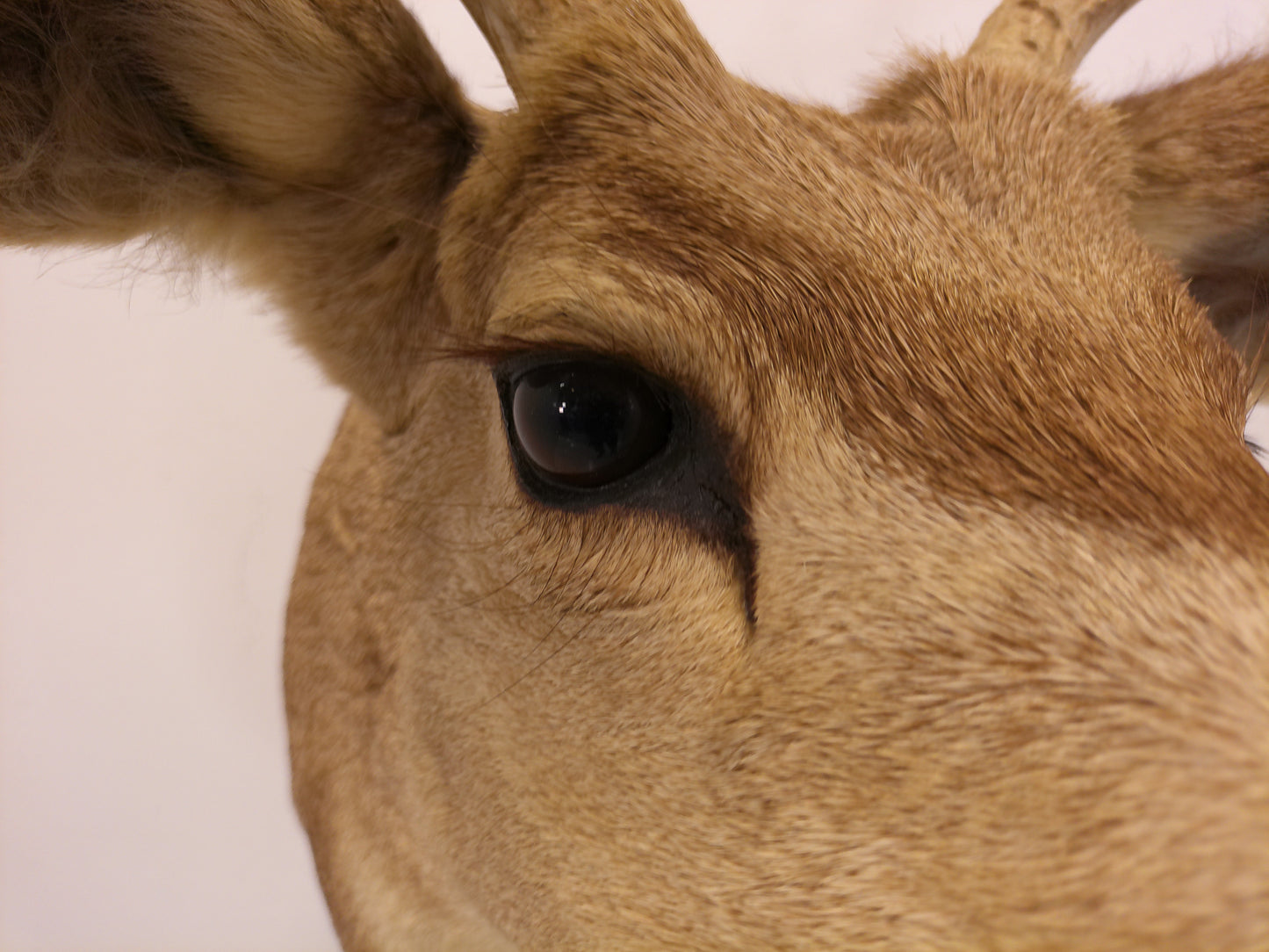 Taxidermy White Head Deer Head Should Mount 6 Point