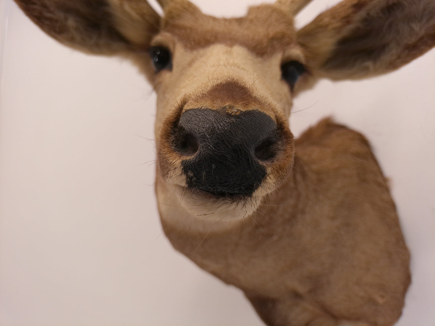 Taxidermy White Head Deer Head Should Mount 6 Point