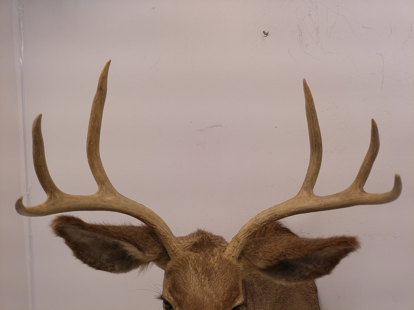 Taxidermy White Head Deer Head Should Mount 6 Point