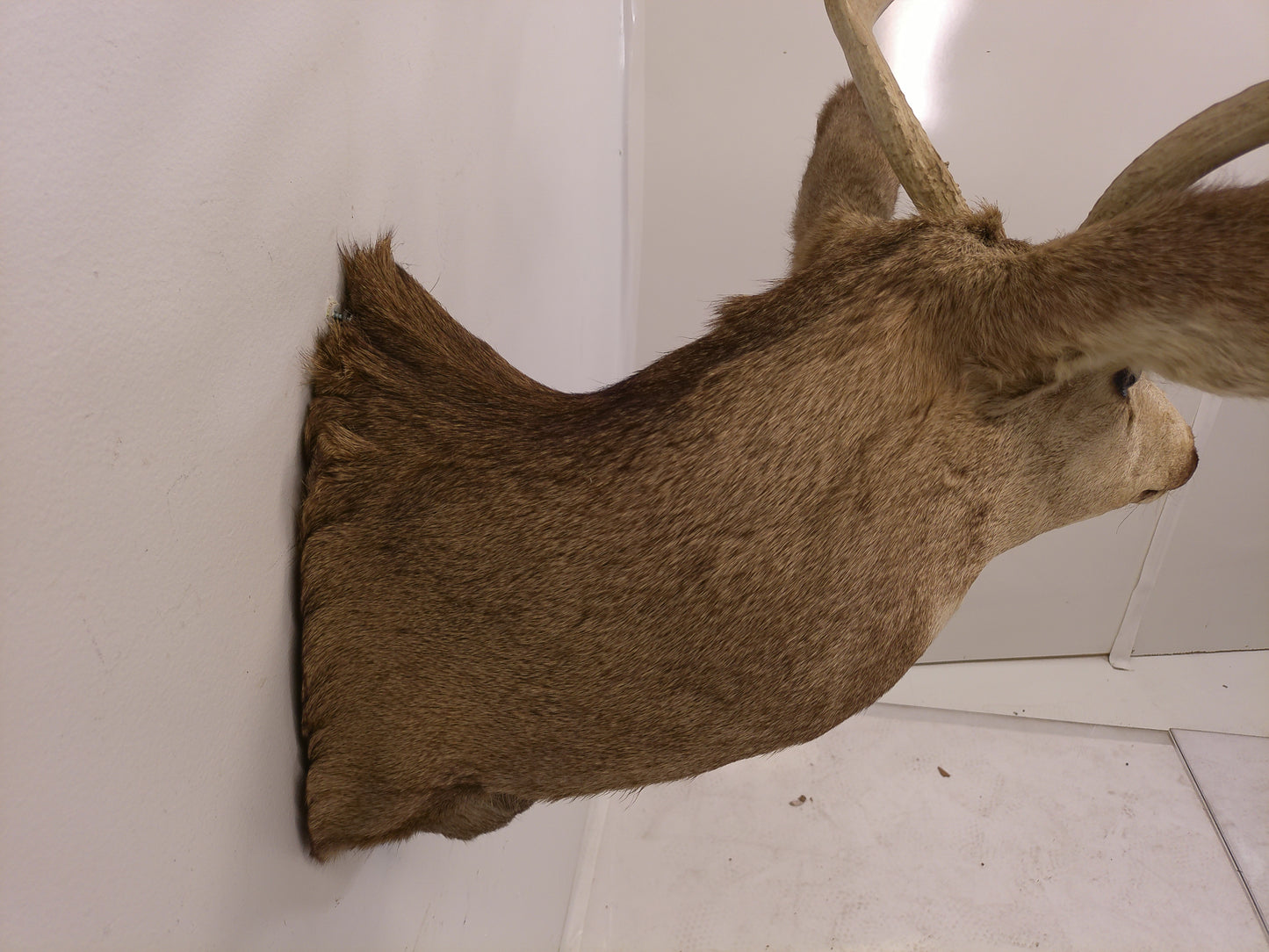 Taxidermy White Head Deer Head Should Mount 6 Point