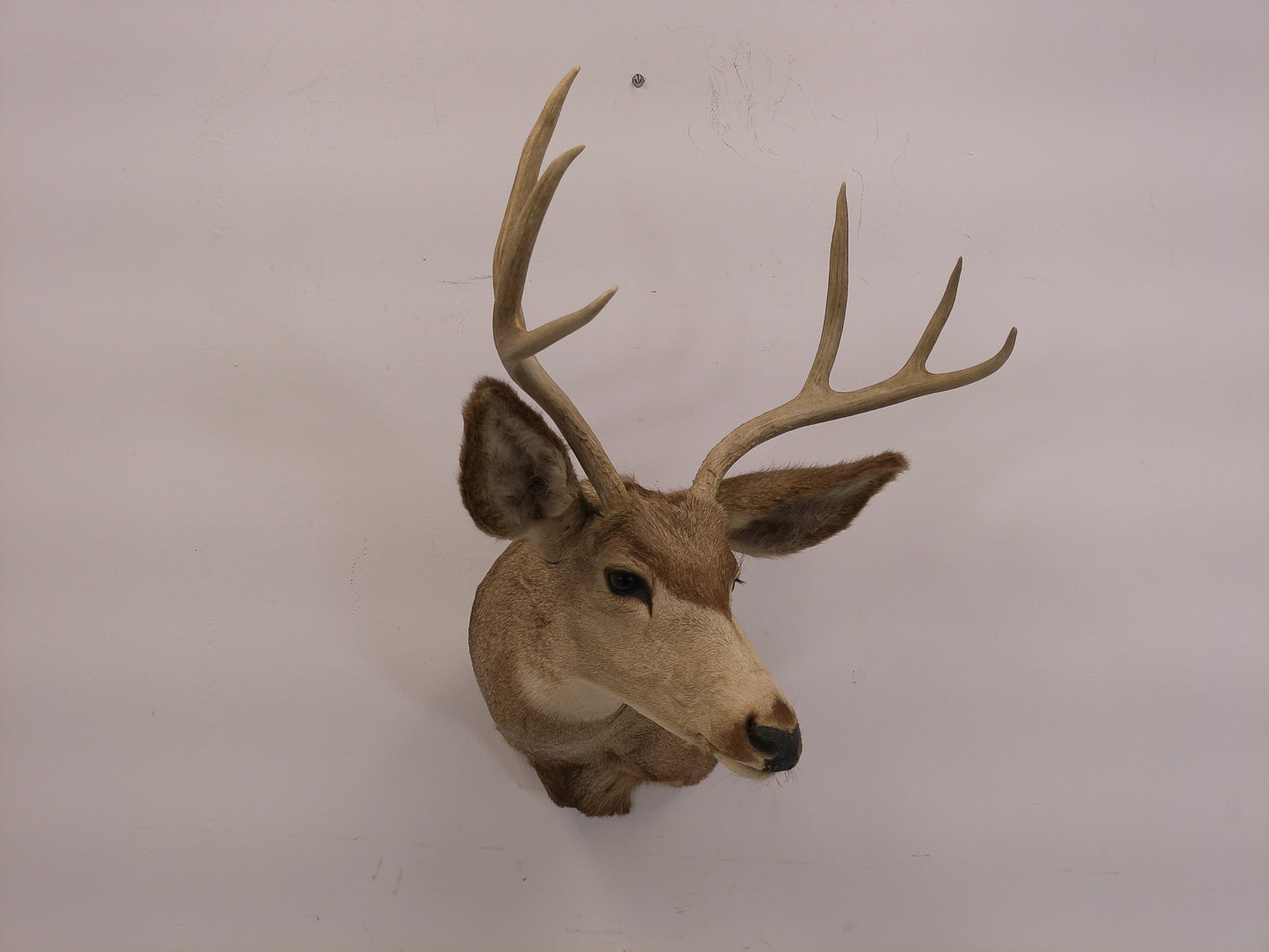 Taxidermy White Head Deer Head Should Mount 6 Point