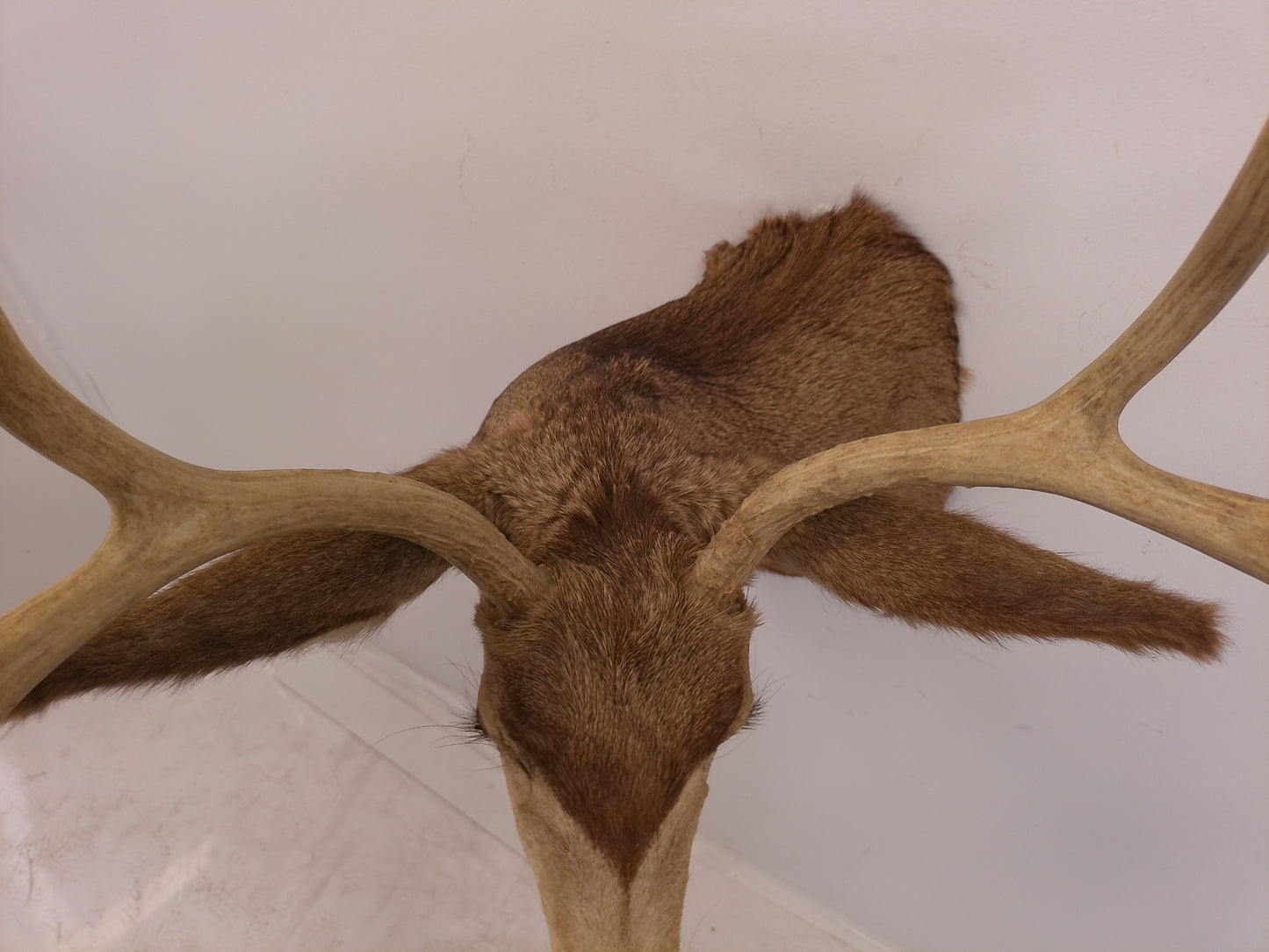 Taxidermy White Head Deer Head Should Mount 6 Point