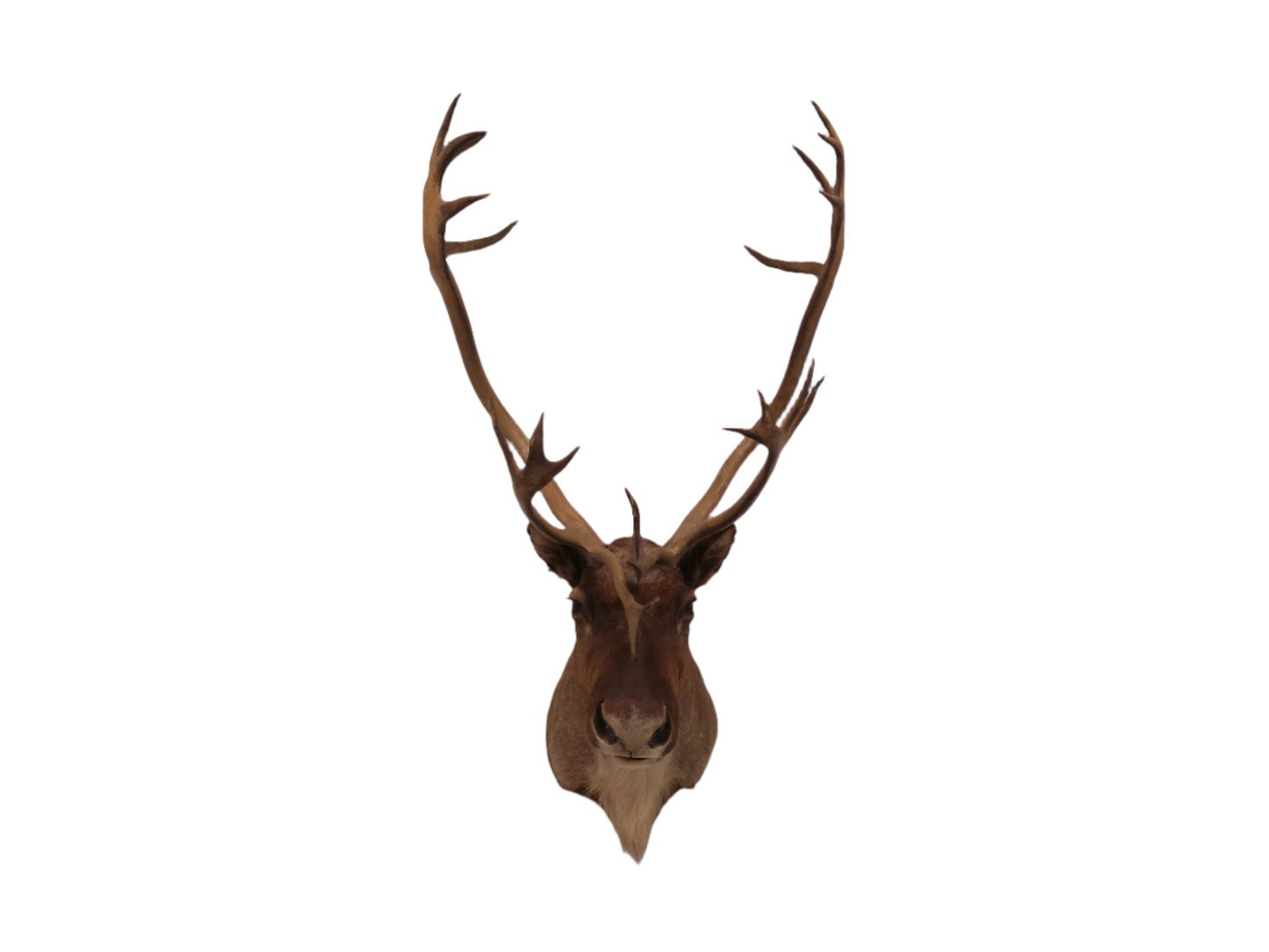 Taxidermy Caribou Shoulder Mount