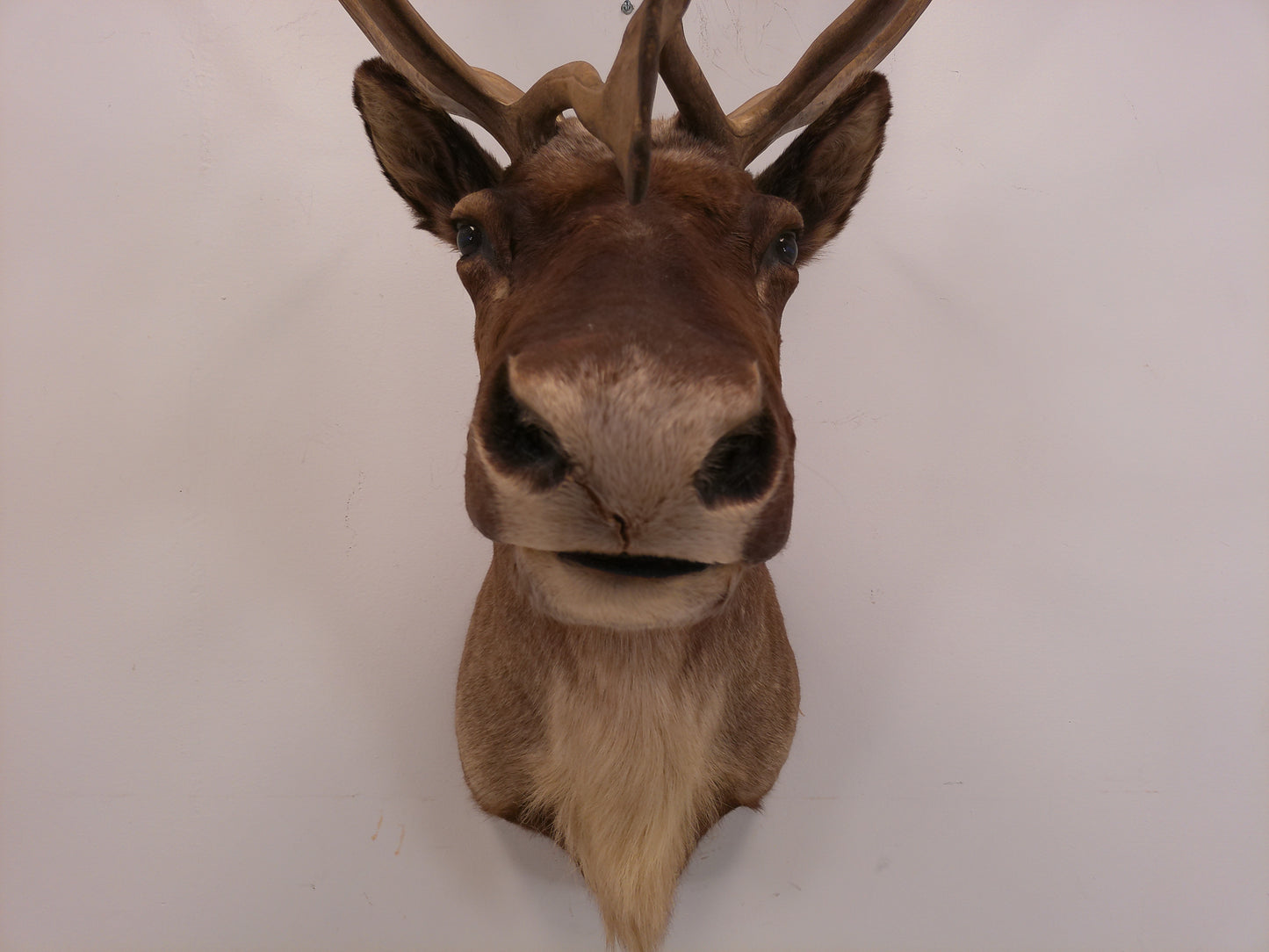 Taxidermy Caribou Shoulder Mount