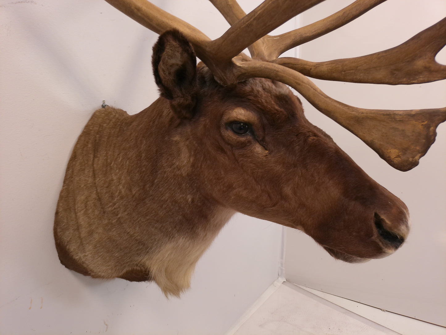 Taxidermy Caribou Shoulder Mount