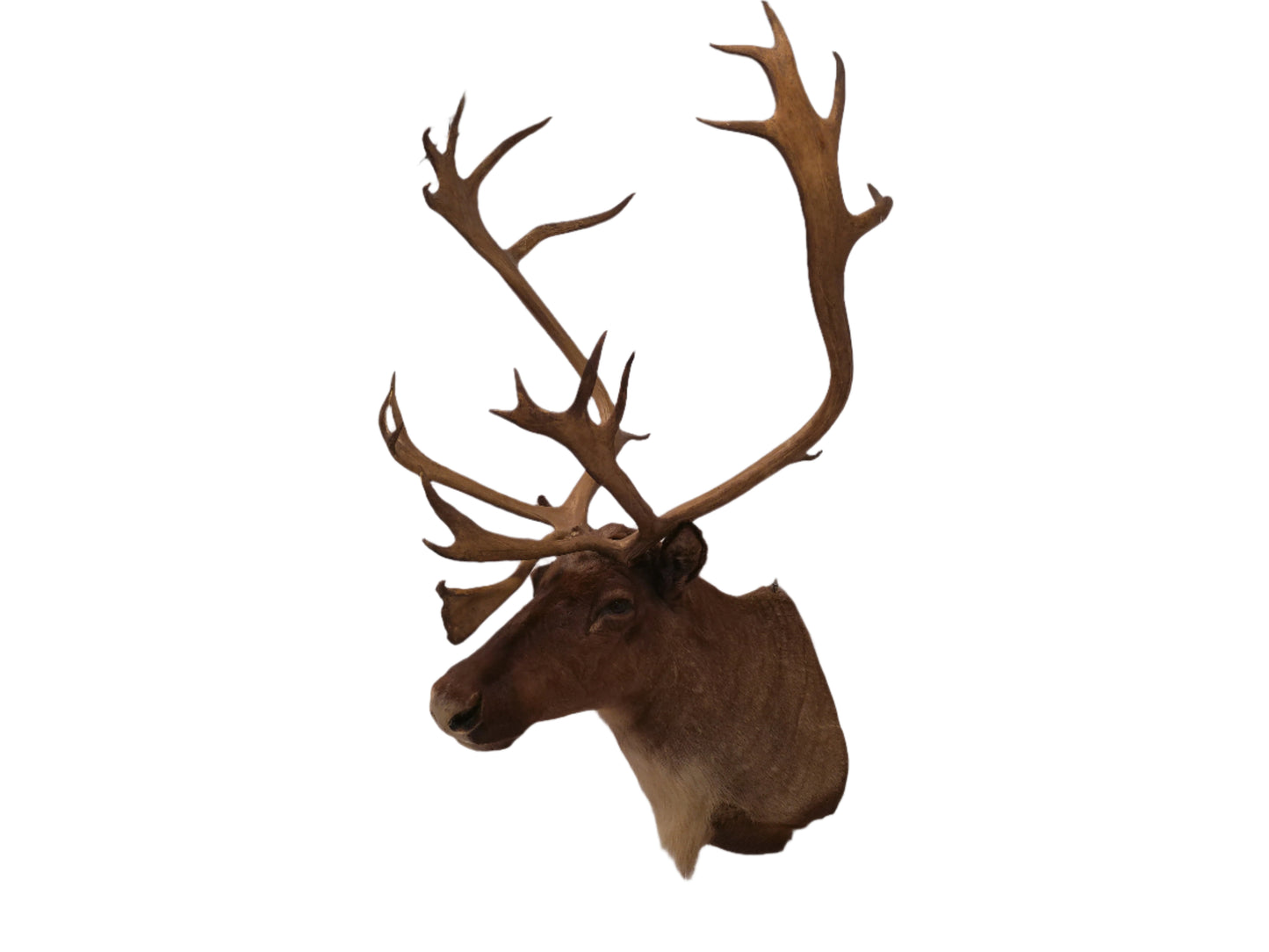 Taxidermy Caribou Shoulder Mount