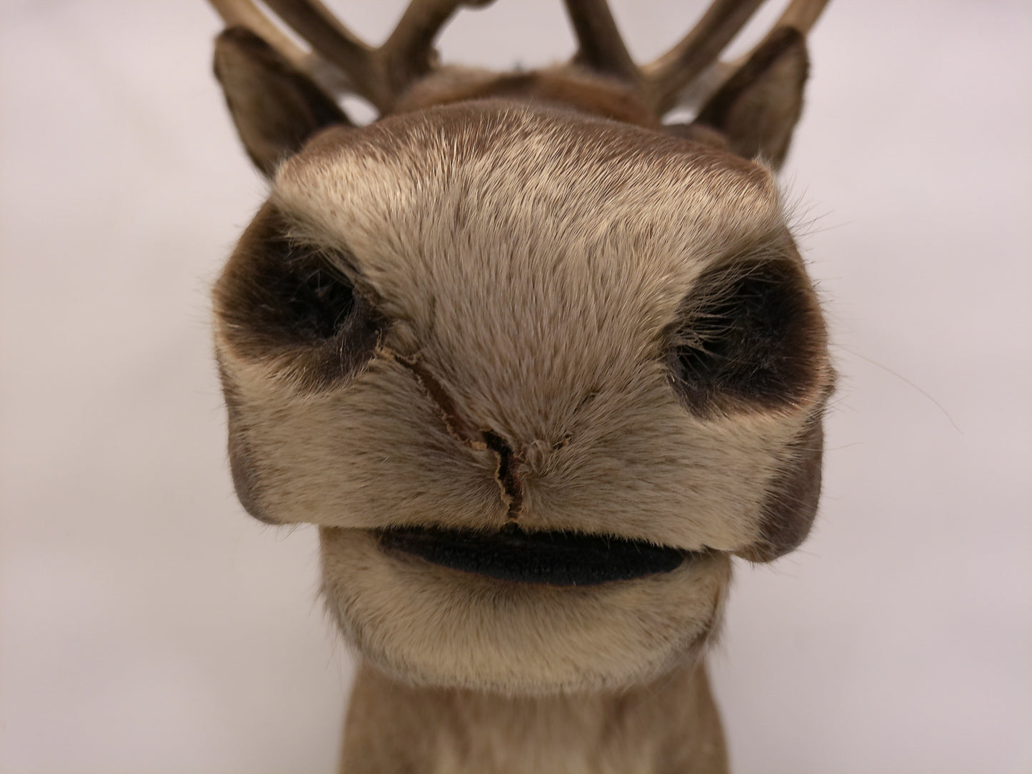 Taxidermy Caribou Shoulder Mount