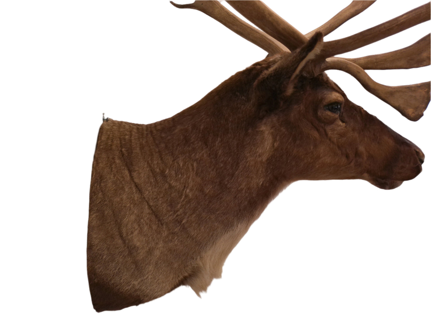 Taxidermy Caribou Shoulder Mount
