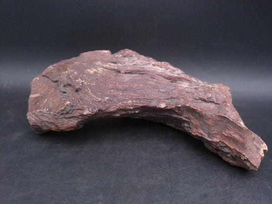 Petrified Wood beautiful Brown Colors