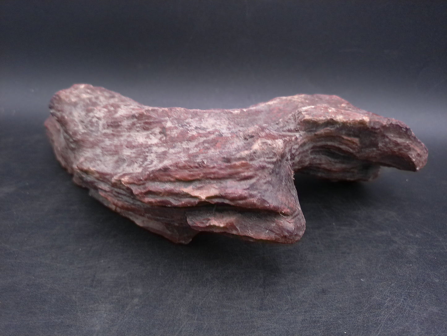 Petrified Wood beautiful Brown Colors