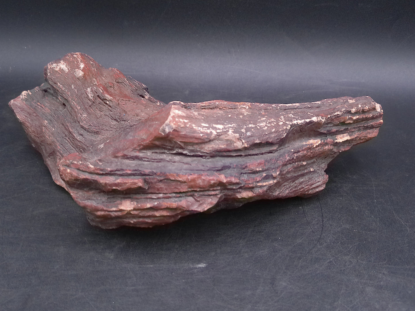 Petrified Wood beautiful Brown Colors