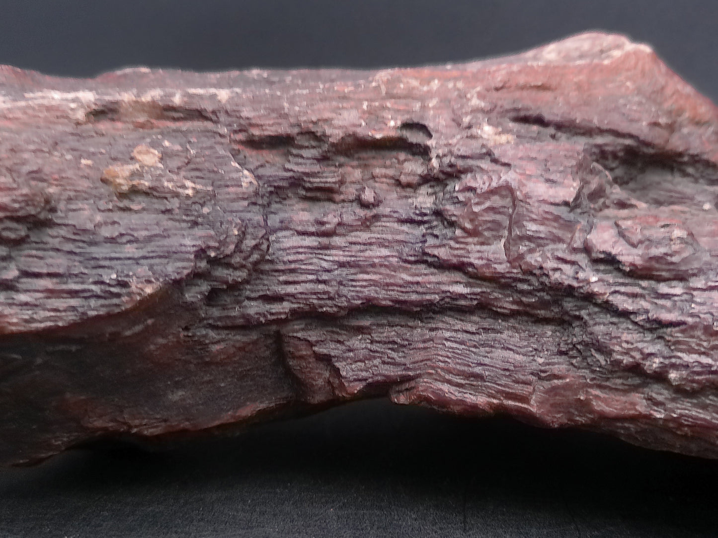 Petrified Wood beautiful Brown Colors