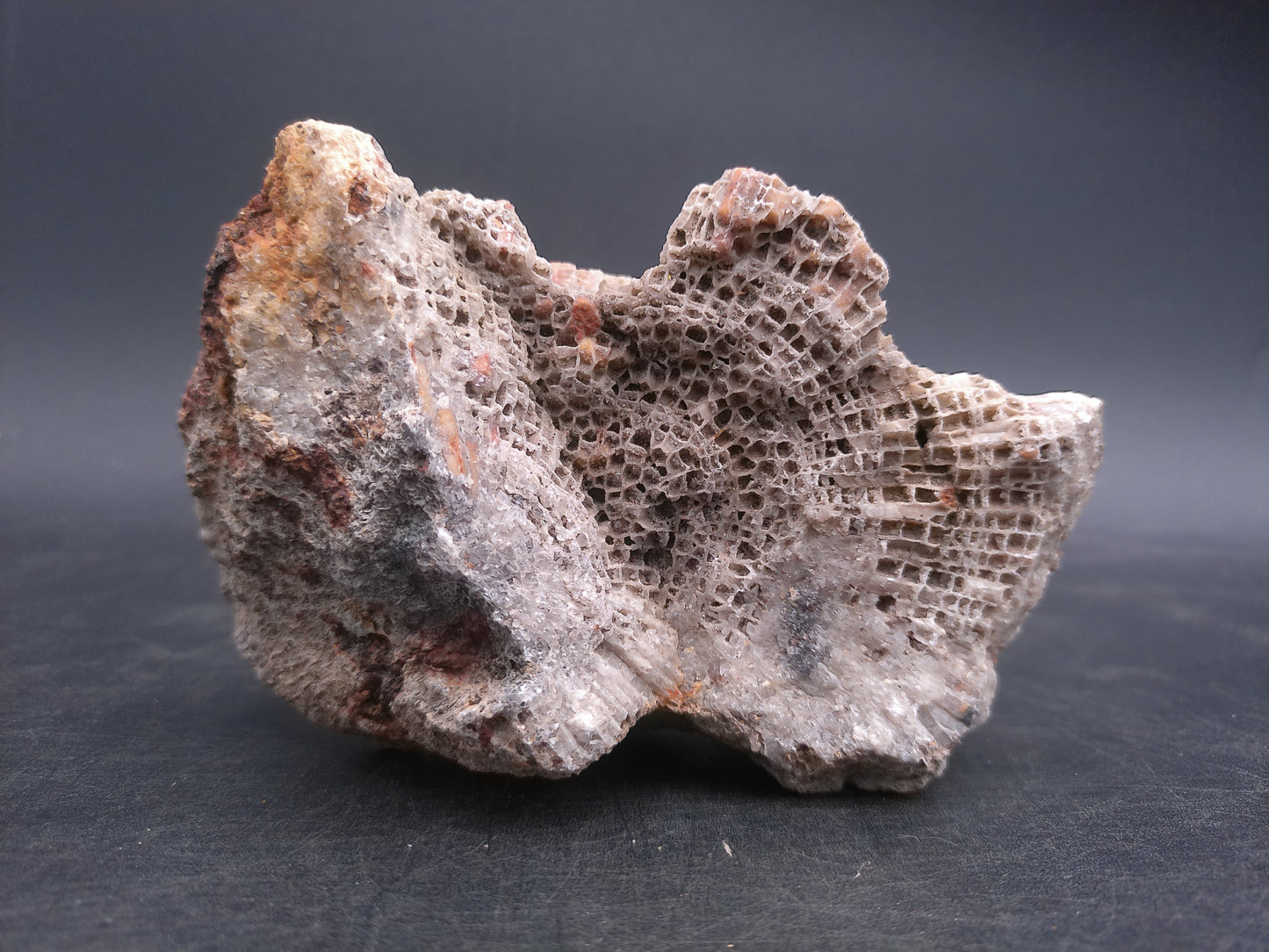 Coral Fossil Rock Stone Beautiful Color and Design