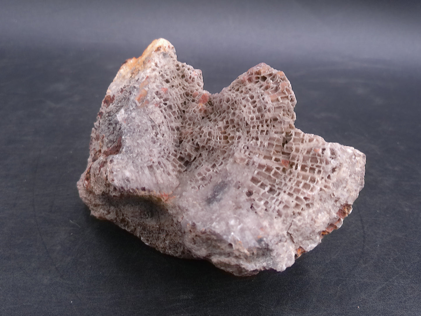 Coral Fossil Rock Stone Beautiful Color and Design