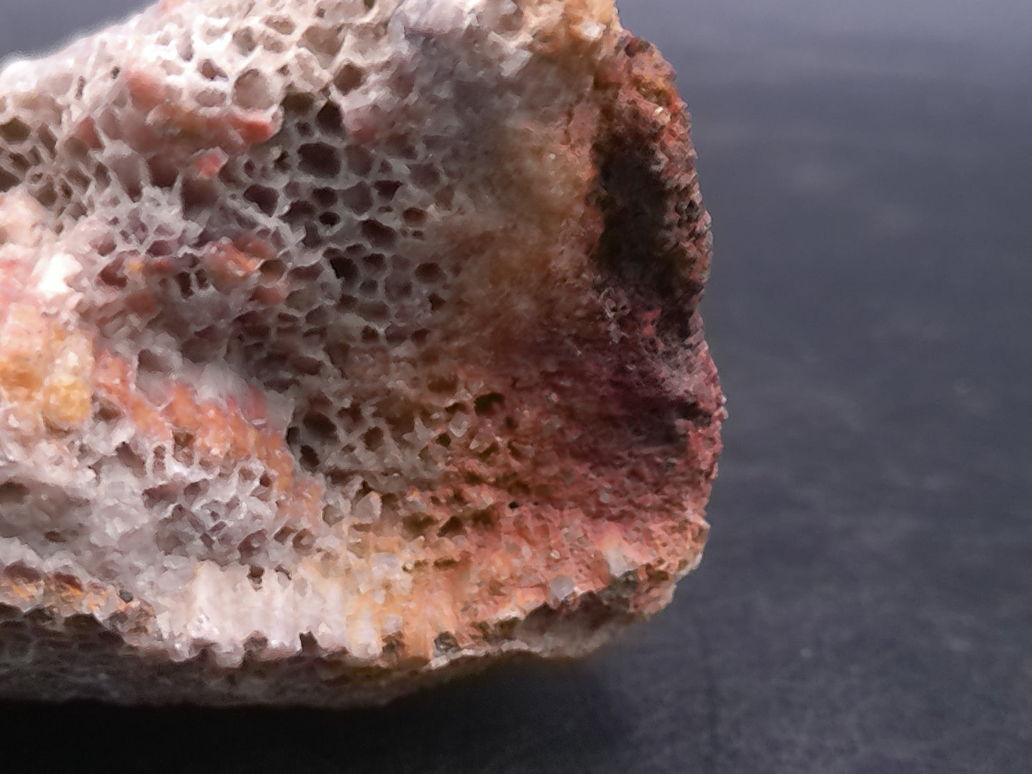 Coral Fossil Rock Stone Beautiful Color and Design