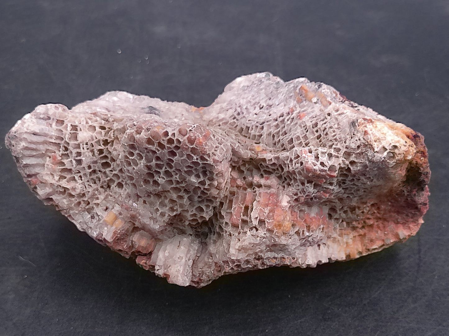 Coral Fossil Rock Stone Beautiful Color and Design