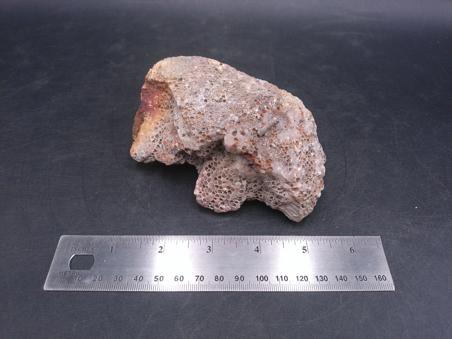 Coral Fossil Rock Stone Beautiful Color and Design