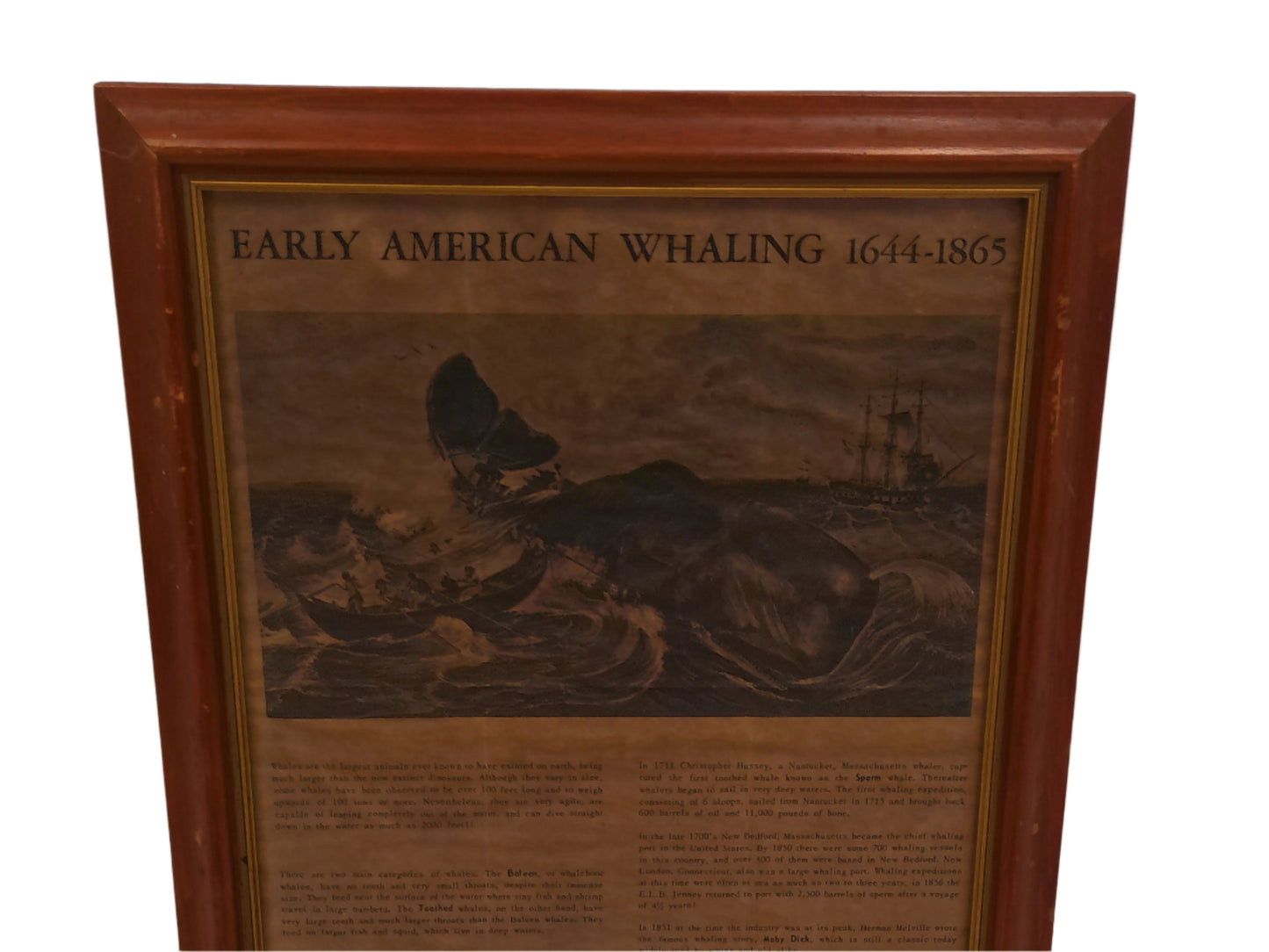 Art Newpaper Article Early 1900's about American Whaling 1644-1865