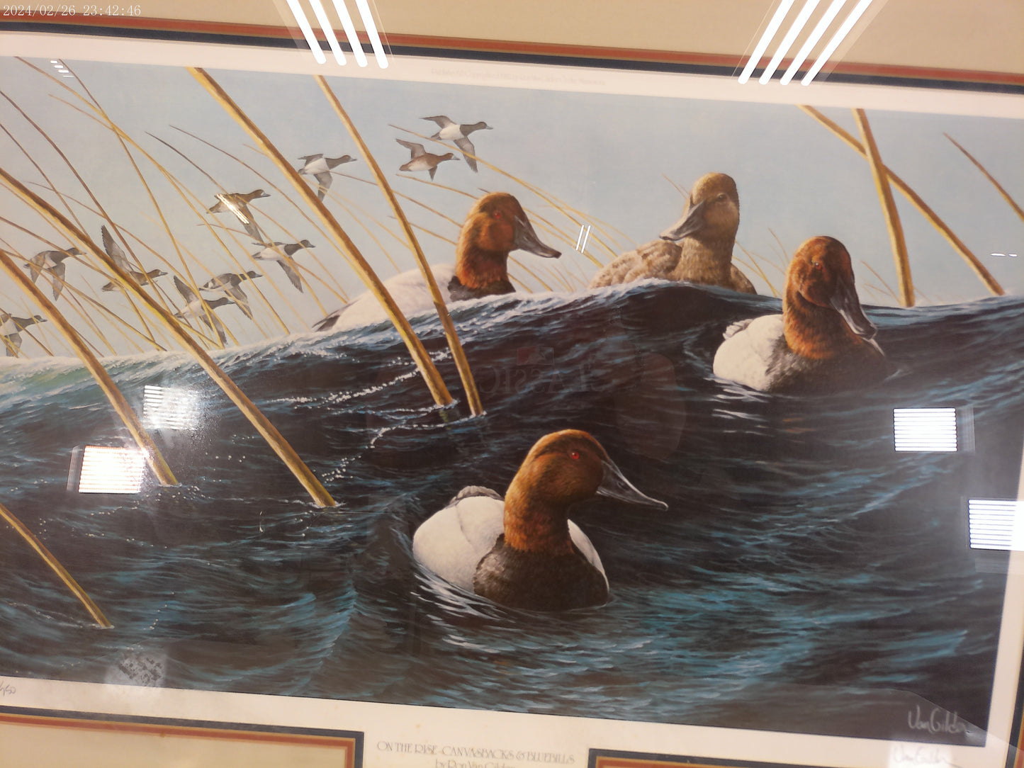Art On the Rise Canvasbacks and Bluebills Painting By Don Van Gilder Signed print