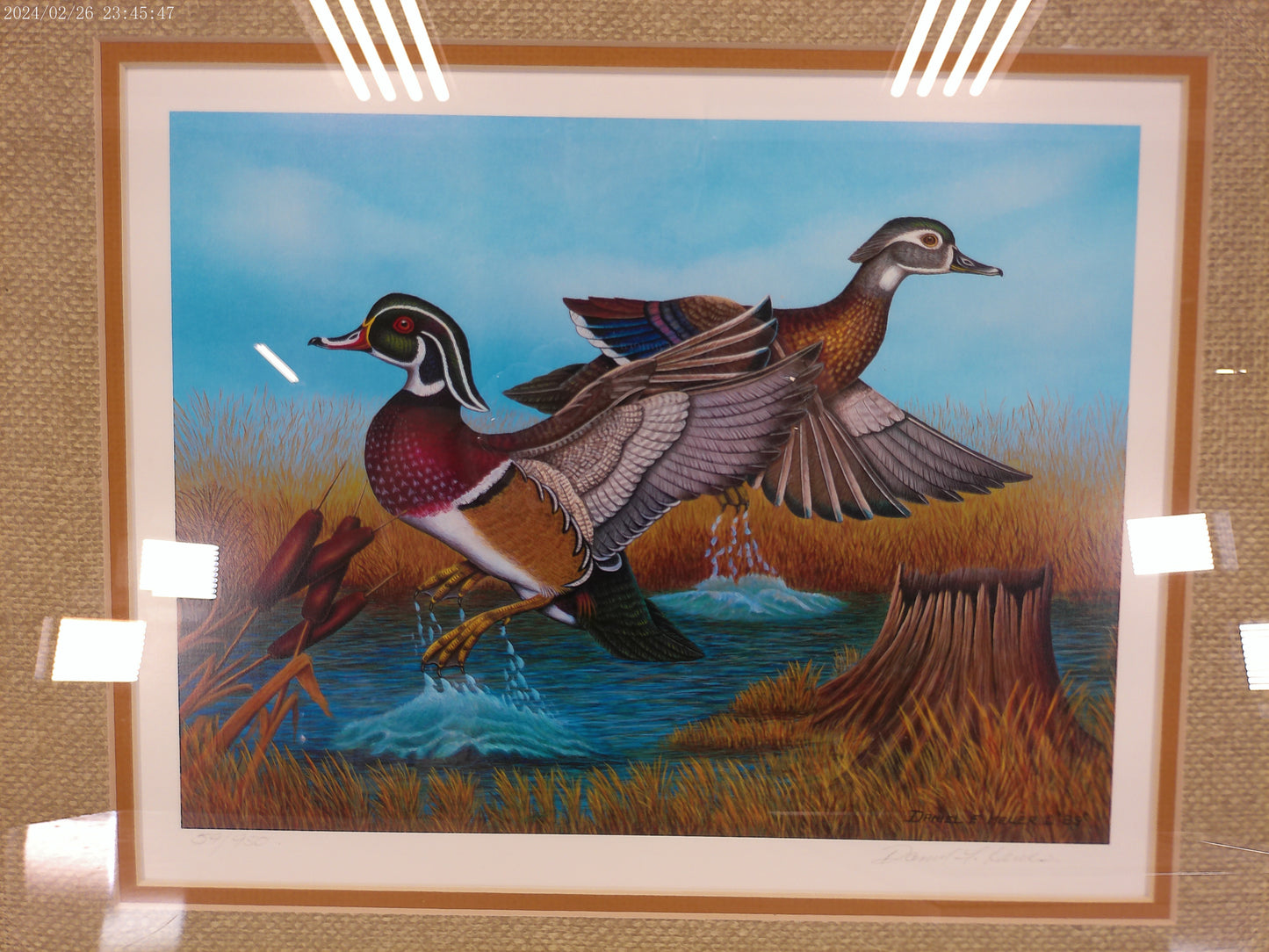 Art "Startled Flight Wood Ducks" signed Framed print by Daniel F. Hauer