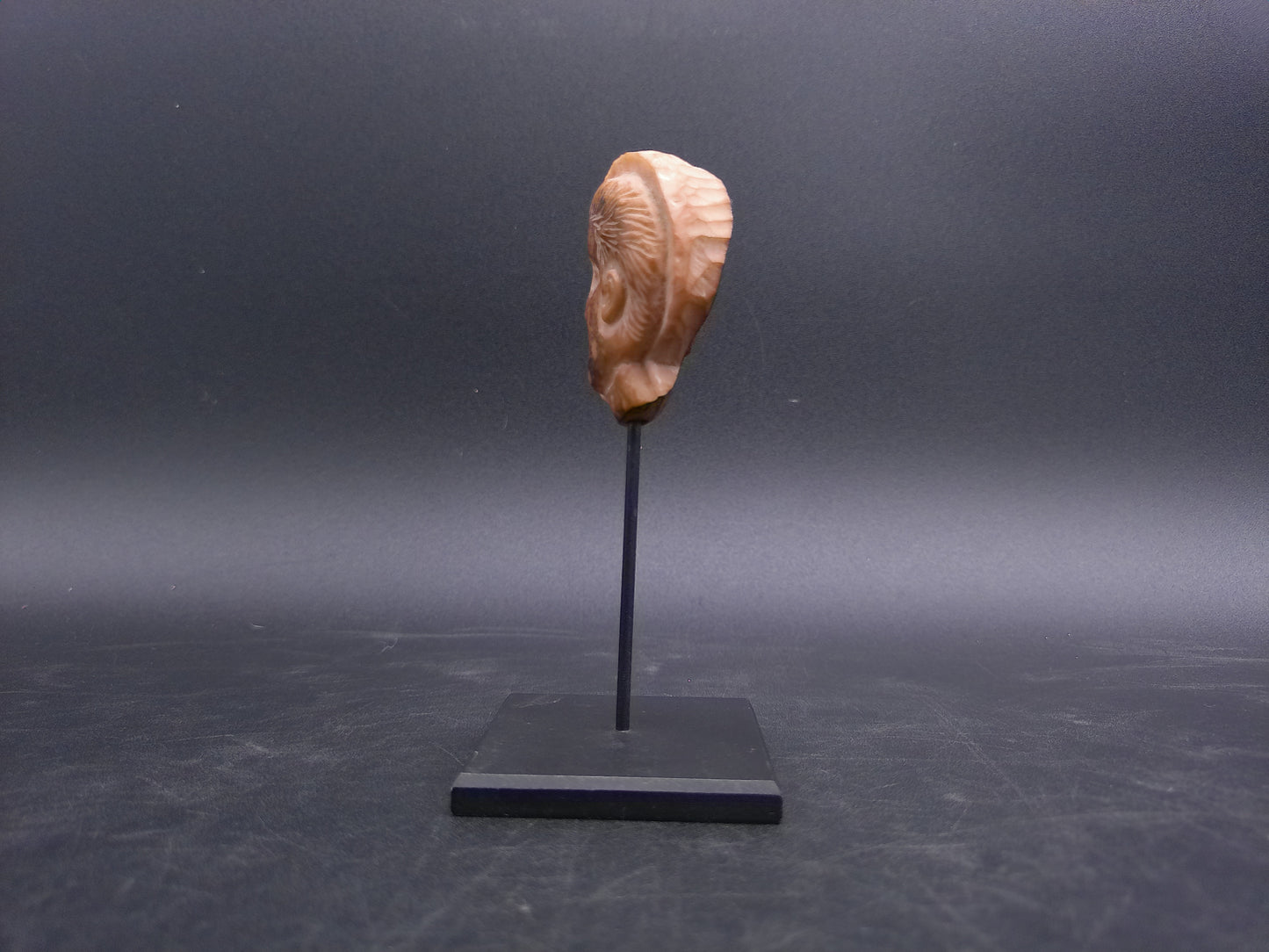 Bust Head Carved Corozo Tagua Nut Portrait Head Vintage