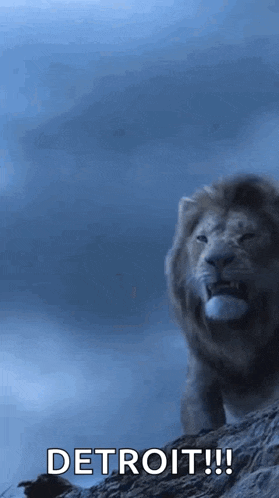 1 African Full Body Male Lion Taxidermy