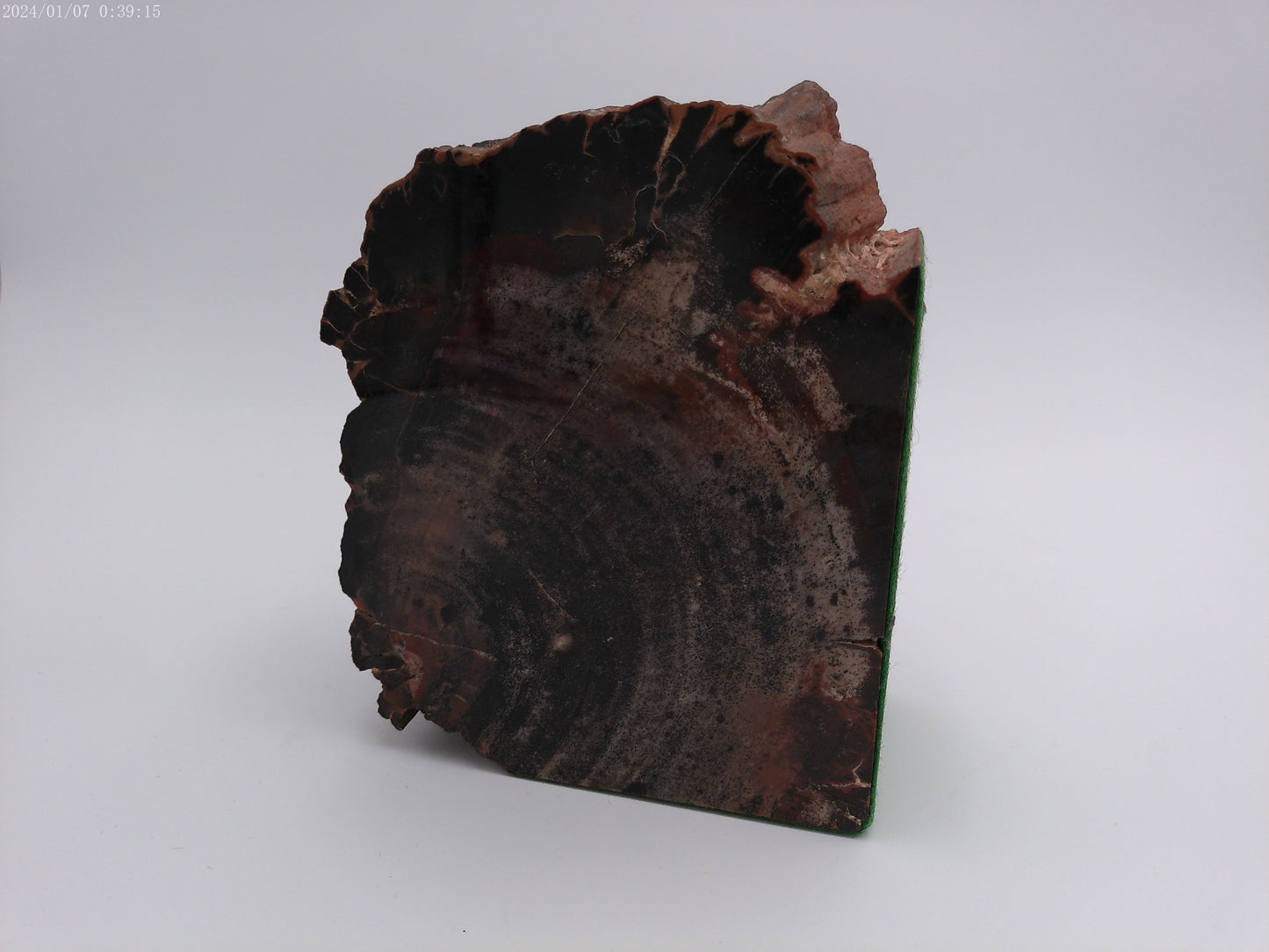 Pair of Petrified Wood Book Ends