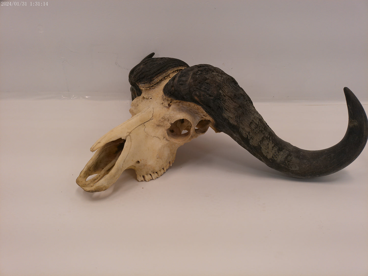 African Cape Buffalo  with Large Horns