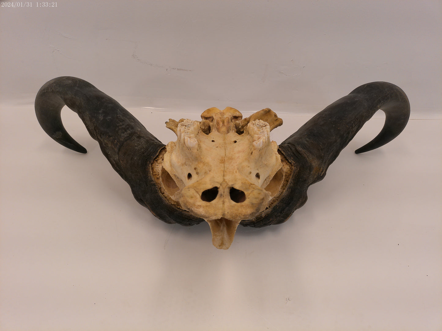 African Cape Buffalo  with Large Horns