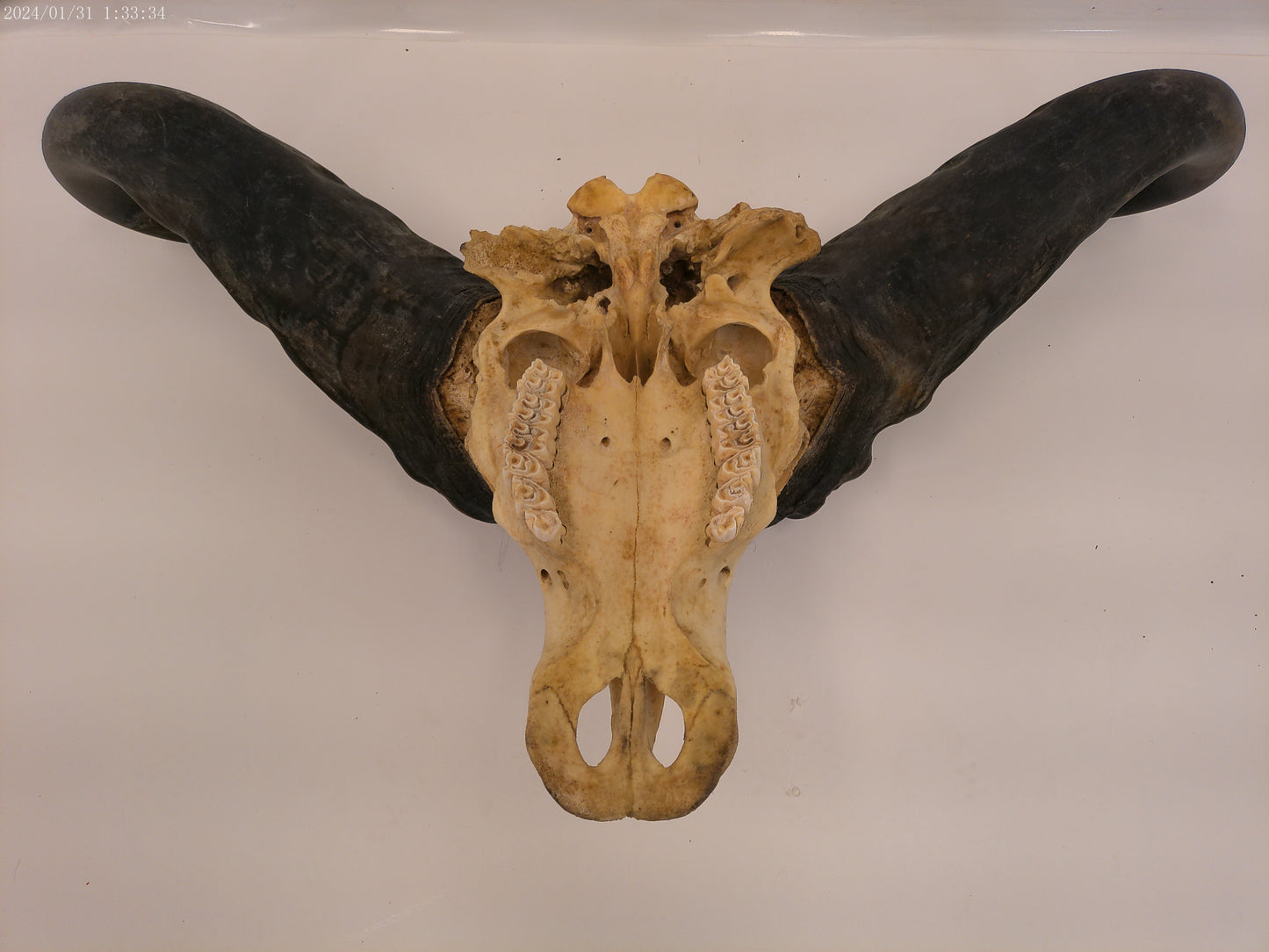 African Cape Buffalo  with Large Horns
