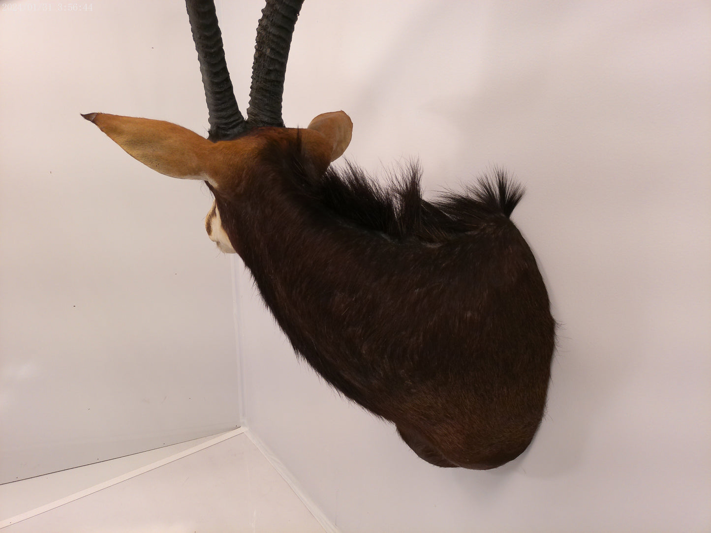 African Sable Antelope Taxidermy Shoulder Mount  Taxidermy